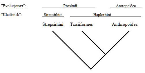 Slektskap og klassifikasjon av primater