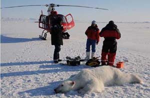 Forskere med helikopter og sovende isbjørn