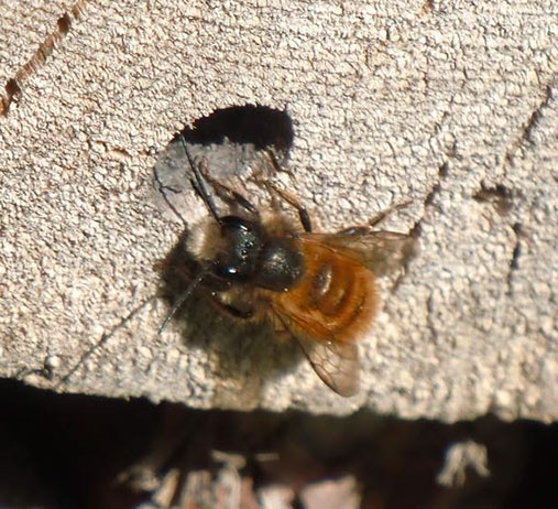 Nærbilde av bie på vei inn i et hull i insekthotell