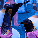 Bildet kan inneholde: fugl, blå, pingvin, virveldyr, lilla.