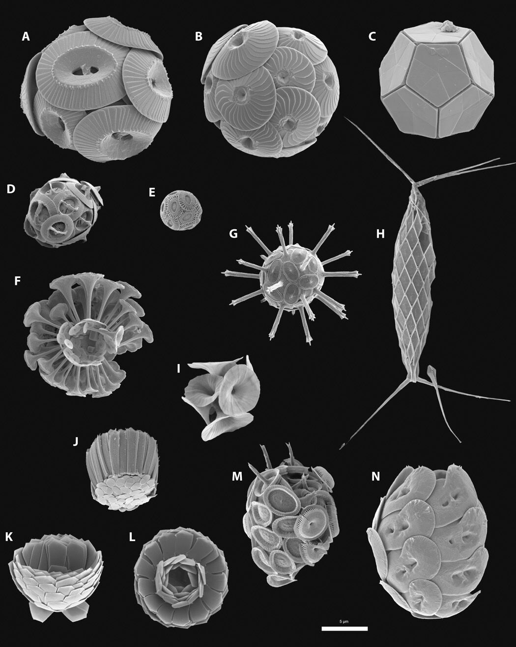 Kalkflagellater i ulik fasong og størrelse