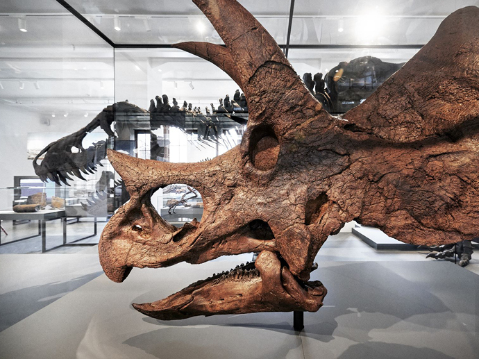 Skalle av dinosauren som kalles Roar - en triceratops