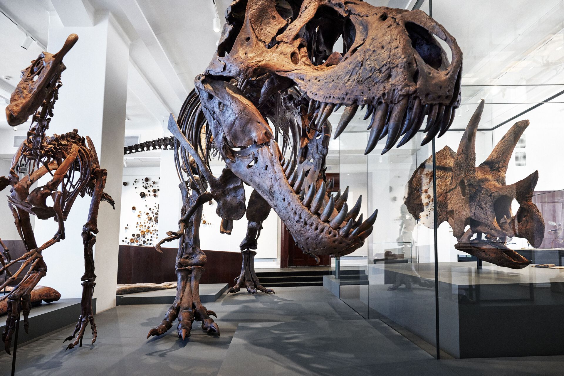 Dinosaurpodiet i utstillingen Livets utvikling. Fra venstre til høyre, Oviraptor, Tyrannosaurus, Triceratops.&amp;#160;