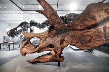 En helt ny attraksjon ved museet, en ekte triceratops-hodeskalle. Dette er den første ekte dinosaur-skallen som stilles ut i Norge.&amp;#160;