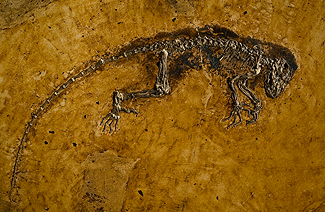 Ida-fossilet