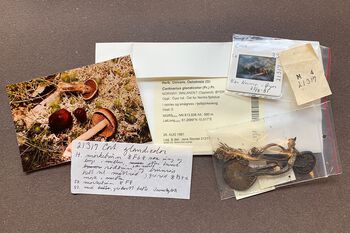 A typical specimen from the&amp;#160;Nordic collection, with associated photos and description of the collection. This is&amp;#160;Cortinarius glandicolor.&amp;#160;