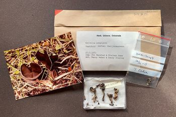 Some of our specimens are DNA-barcoded. This specimen turned out to be a different species from what the collector first noted, namely&amp;#160;Helvella pezizoides.&amp;#160;