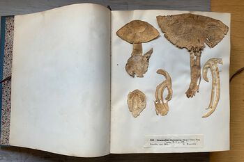 Really old collections often look different from collections of more recent date. This agaric (Amanita caesarea) from 1855&amp;#160;is cut into thin slices and pressed the same way as we often press plants.&amp;#160;