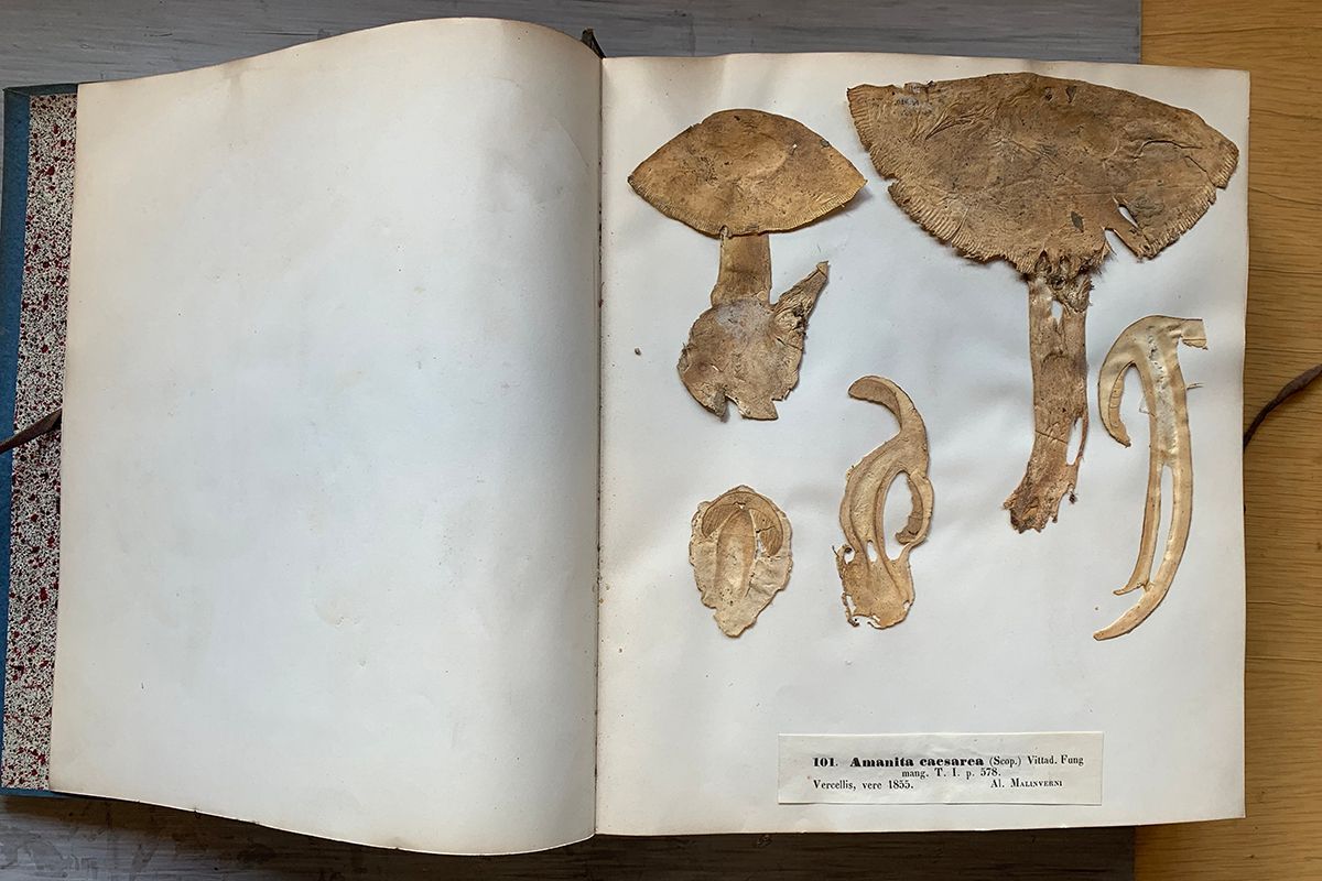 Danish fungi as represented in the herbarium of ERostrup . If f 1 iH 1  lirifl ij 1 1 ,M Ill;II ii lil 1 J^ Fig. 29-30: Herpotrichia rubi Fuckel,  hab.-p. asc.