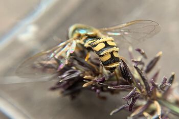 Noen sopper angriper og forårsaker sykdom hos dyr. Det gule &quot;dunet&quot; på bakenden til denne blomsterflua er en fluemugg (Entomophthora muscae).&amp;#160;&amp;#160;