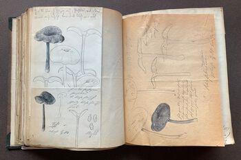 Vi har også bøker i samlingene våre. Dette er originaltegninger med notater av Britzelmayer. De ble kjøpt av Oslo Universitet, gjennom Axel Blytt, i 1894.