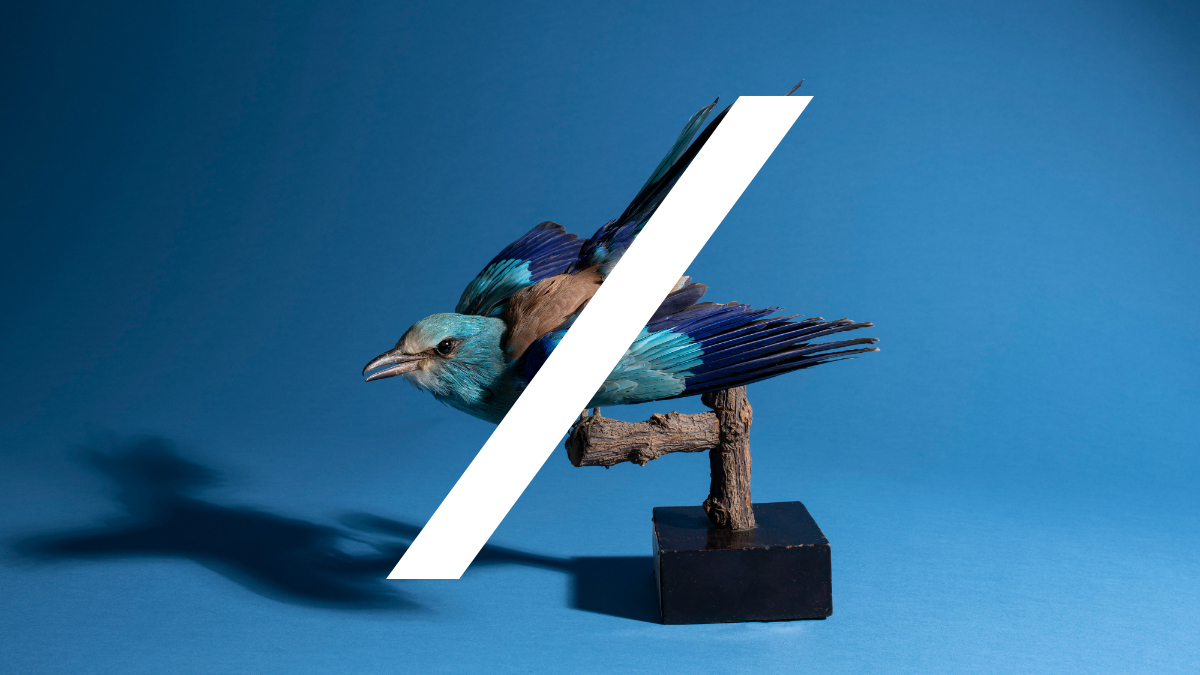 Taxidermy bird mount on blue background with graphic illustration on top